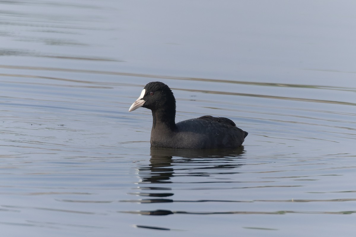 Eurasian Coot - ML646040698