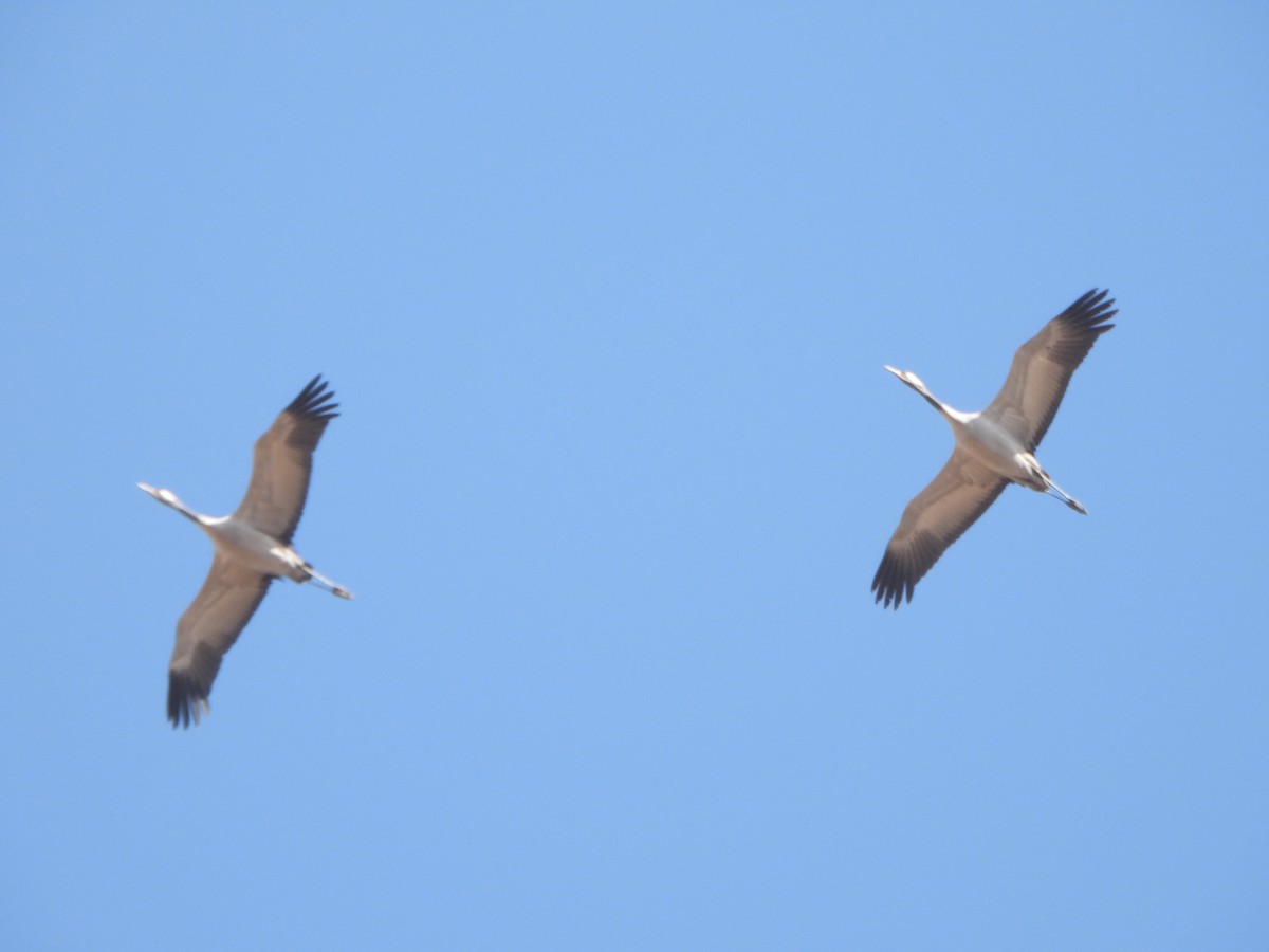 Common Crane - ML646040699