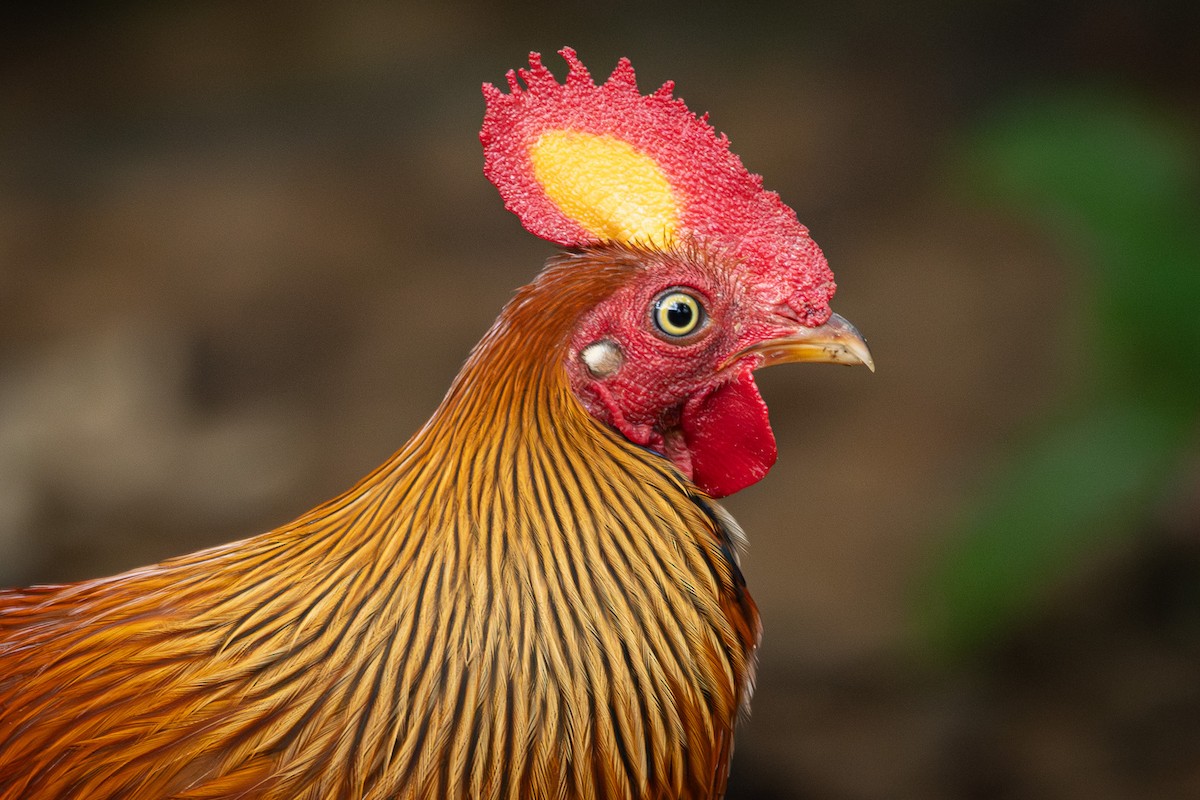 Sri Lanka Junglefowl - ML646040701