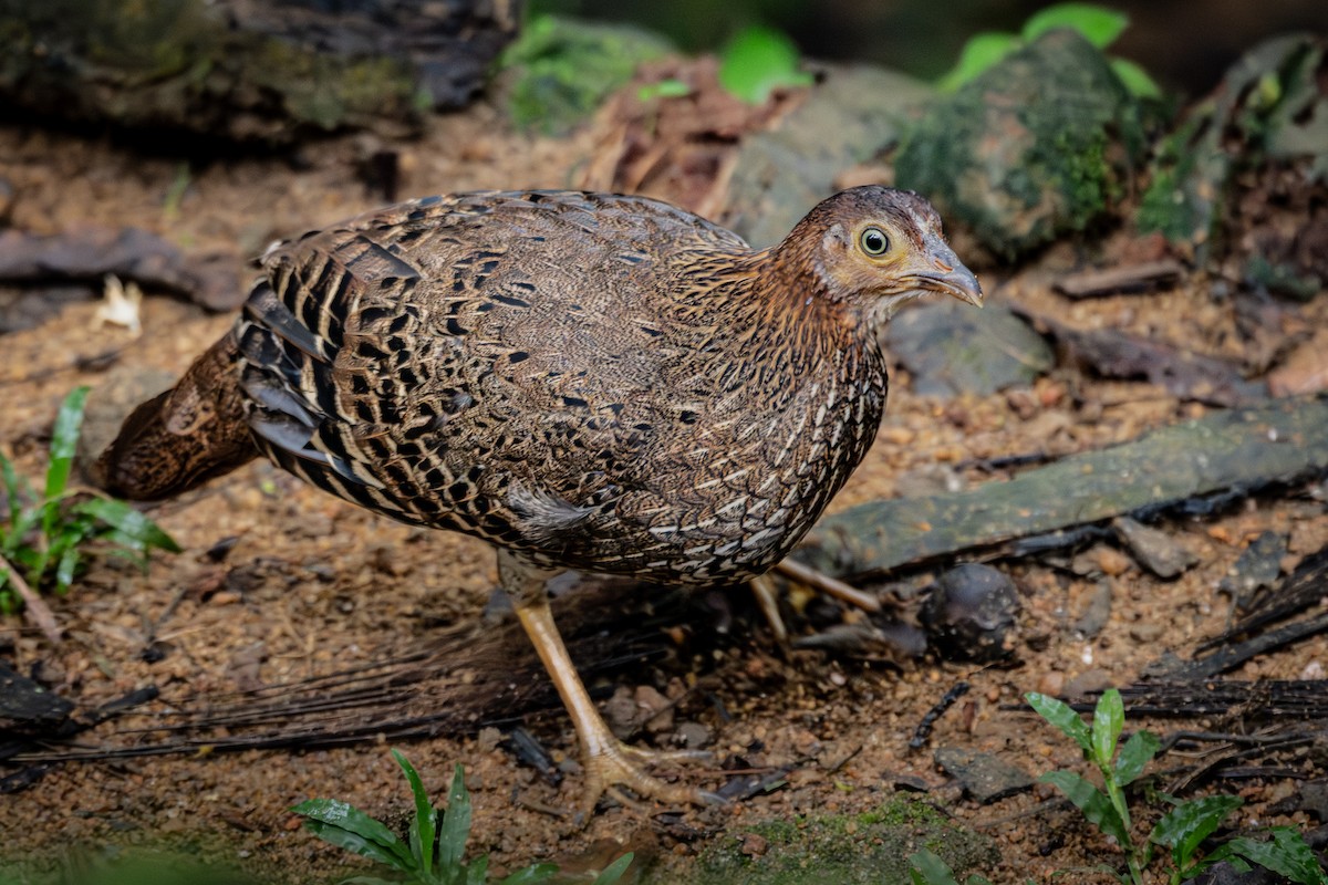 Sri Lanka Junglefowl - ML646040702