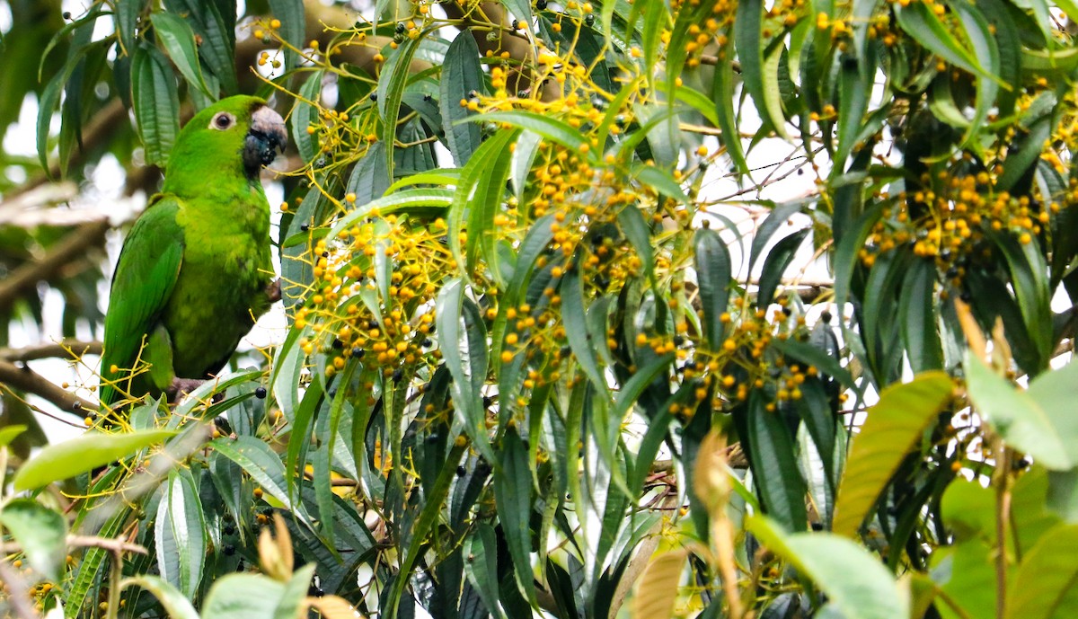 White-eyed Parakeet - ML646040703