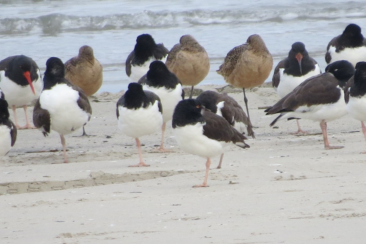 Marbled Godwit - ML646040704