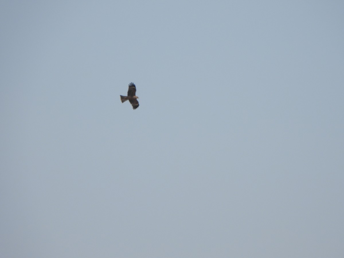 Black Kite - ML646040707
