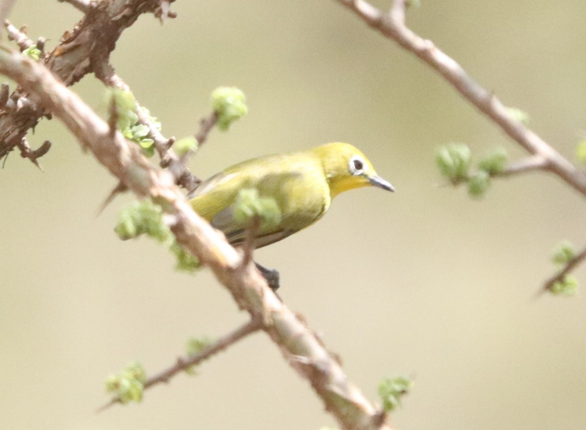 Pale White-eye - ML646040710