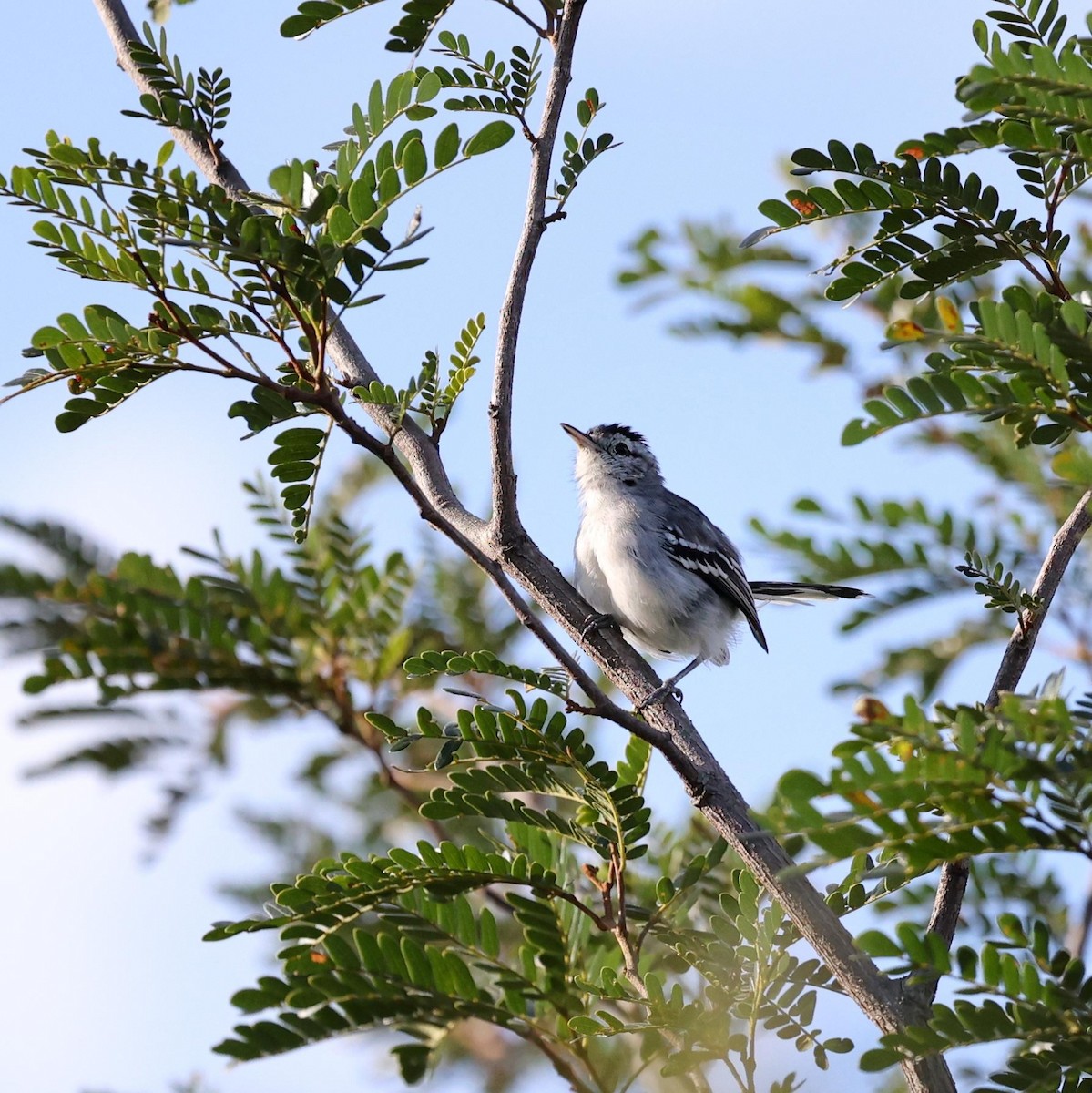 Caatinga Antwren - ML646040712