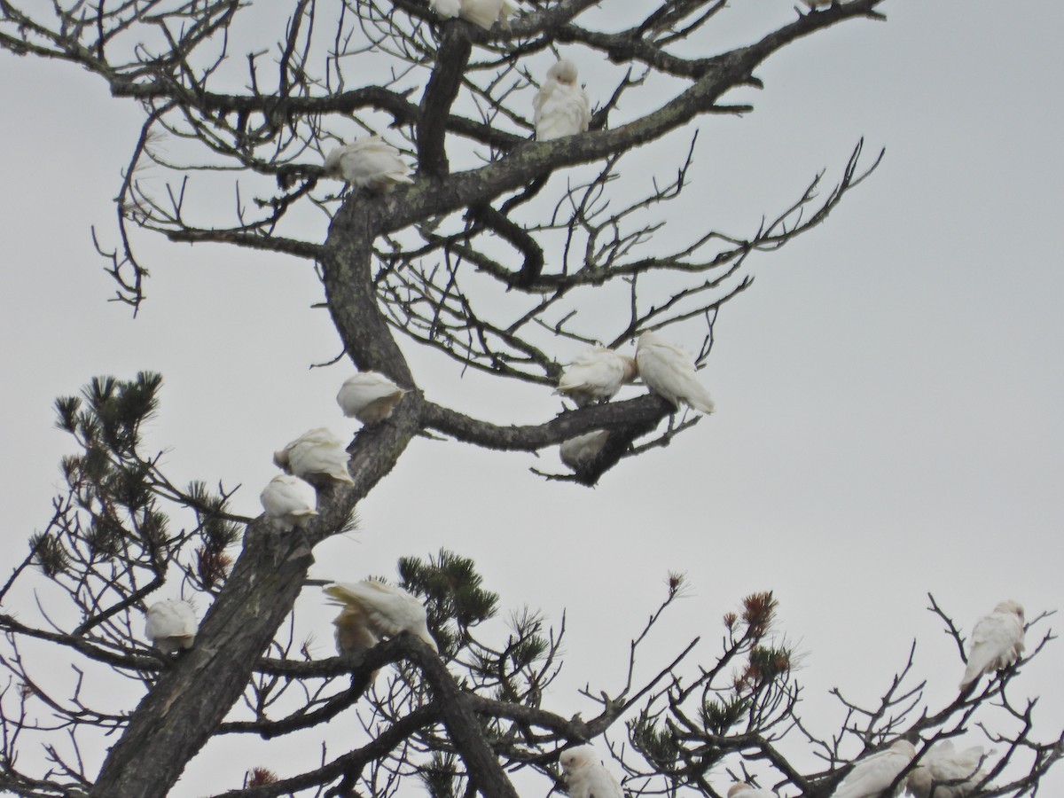 Little Corella - ML646040714