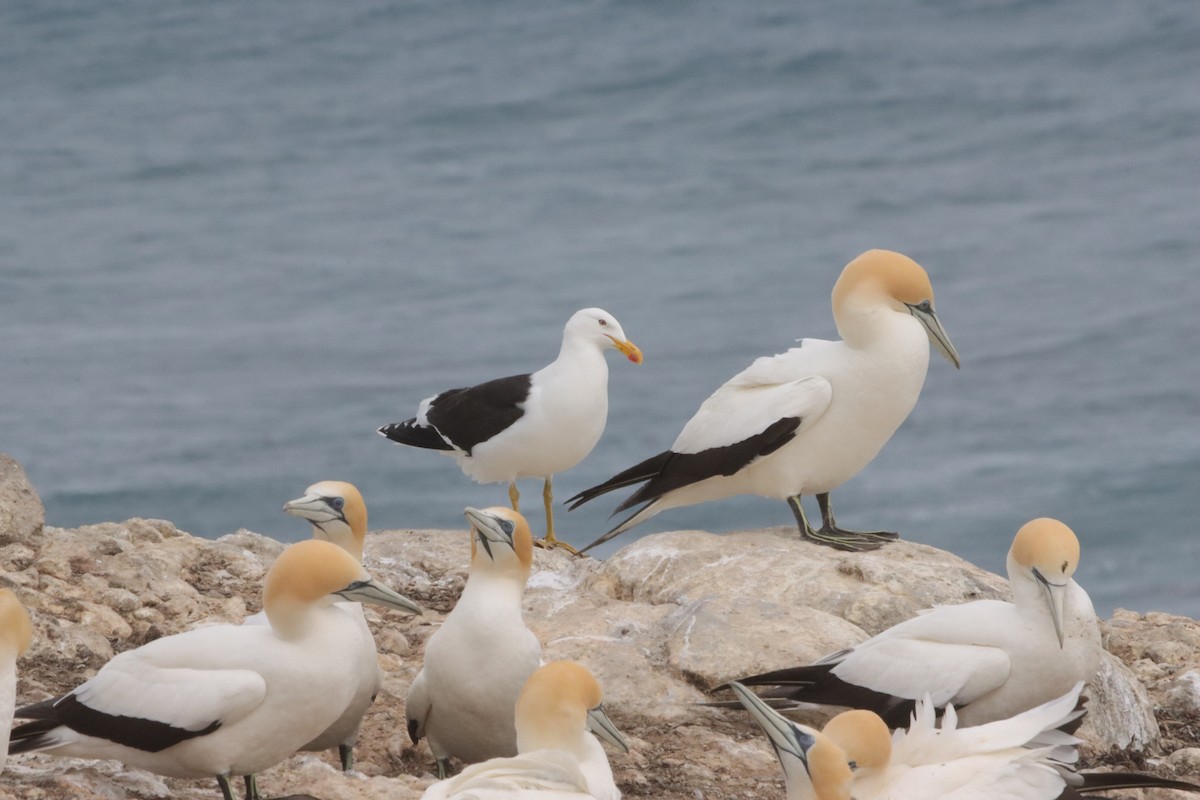 Kelp Gull - ML646040720