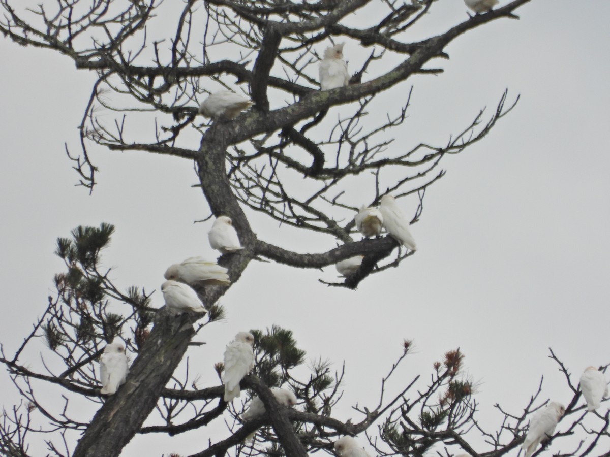 Little Corella - ML646040721