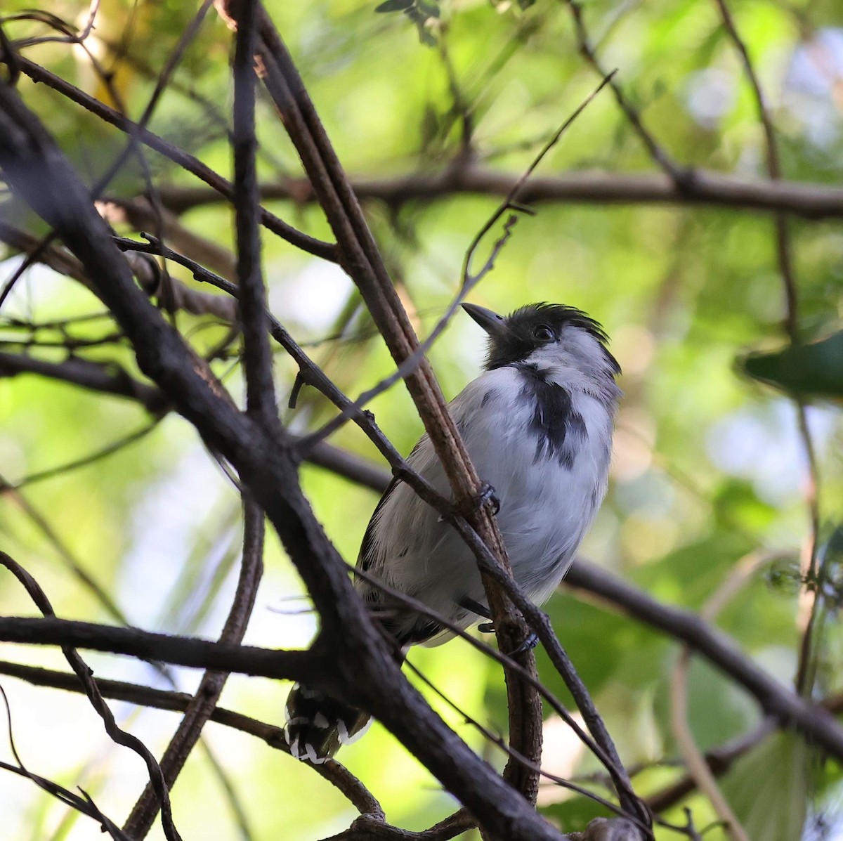 Silvery-cheeked Antshrike - ML646040728