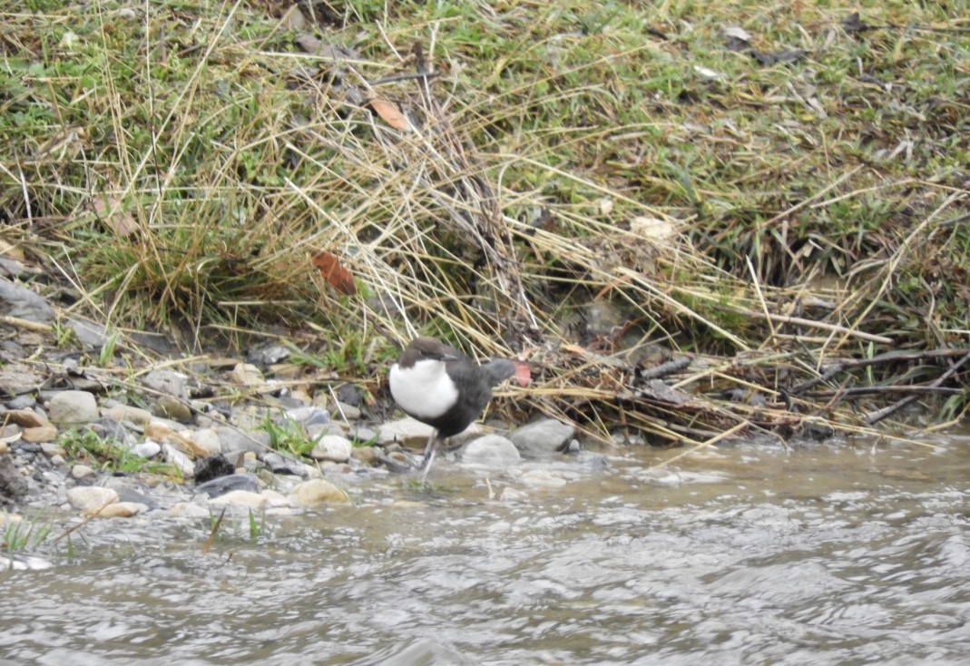 White-throated Dipper - ML646040729