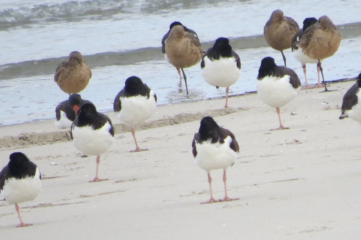 Marbled Godwit - ML646040747