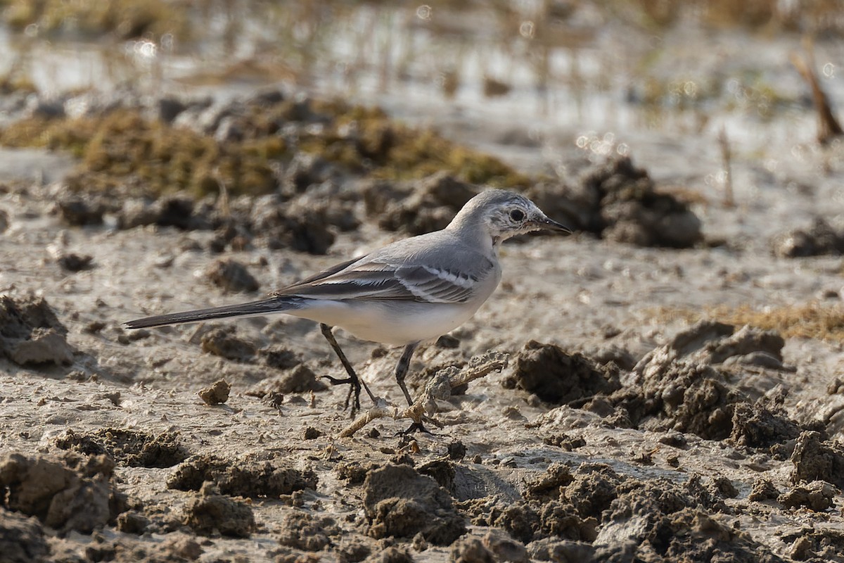 linerle - ML646040754