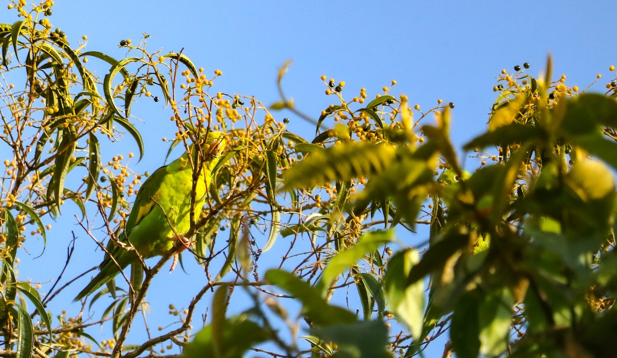 Yellow-chevroned Parakeet - ML646040769