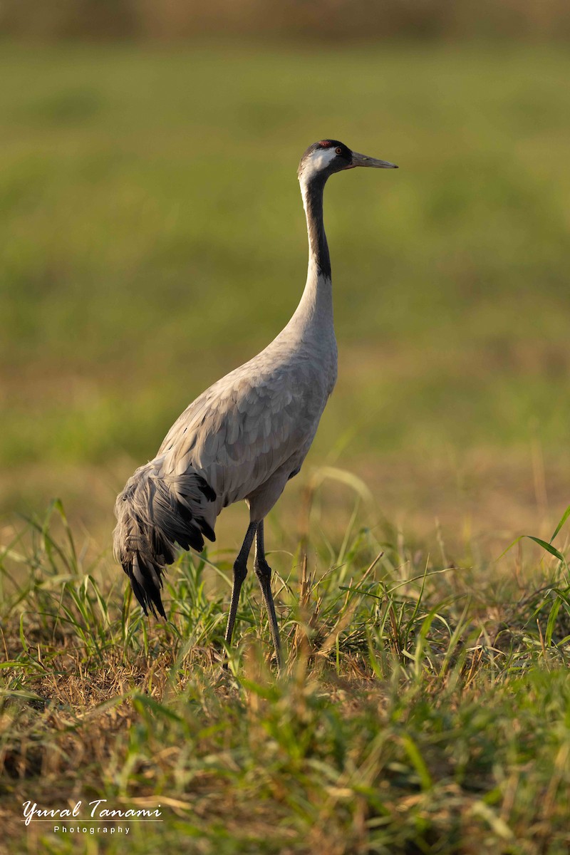 Common Crane - ML646040774