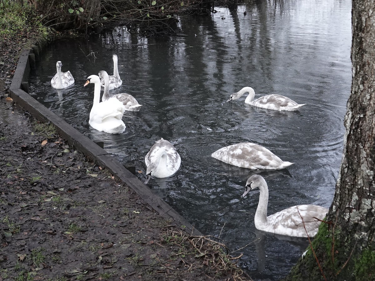 疣鼻天鵝 - ML646040778