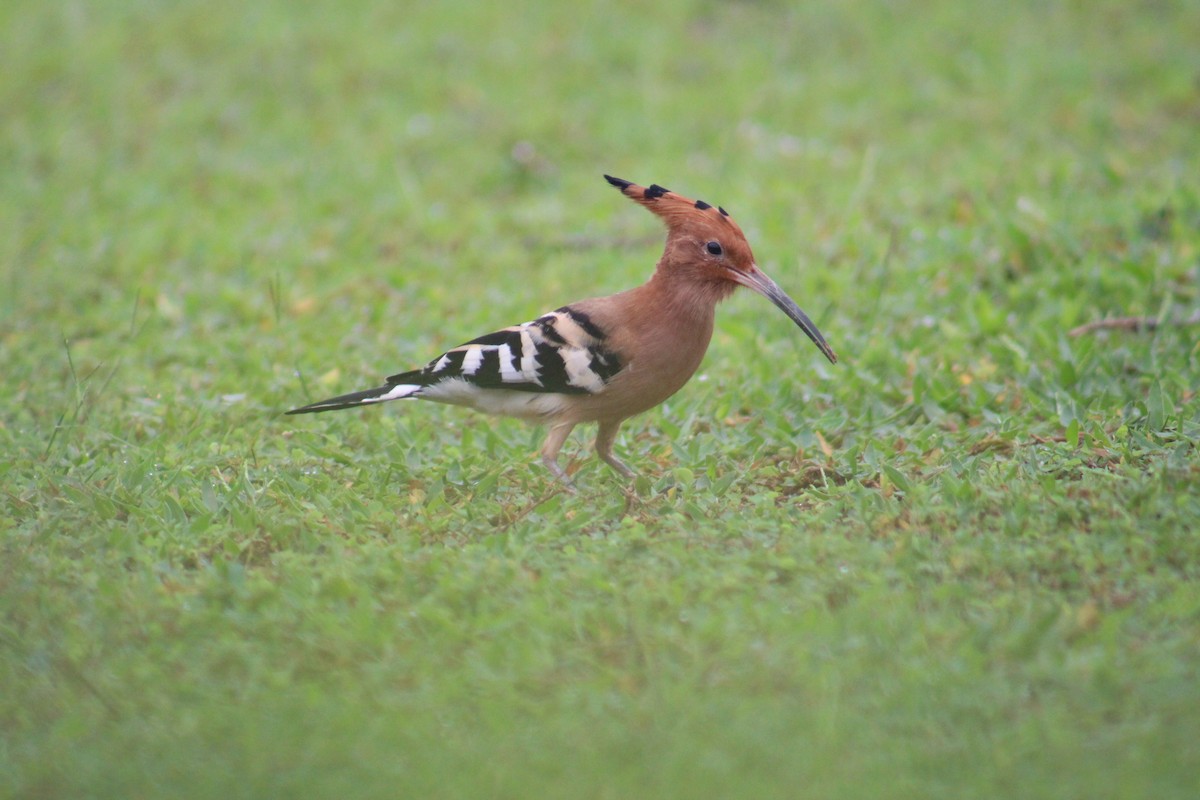 戴勝 - ML646040779