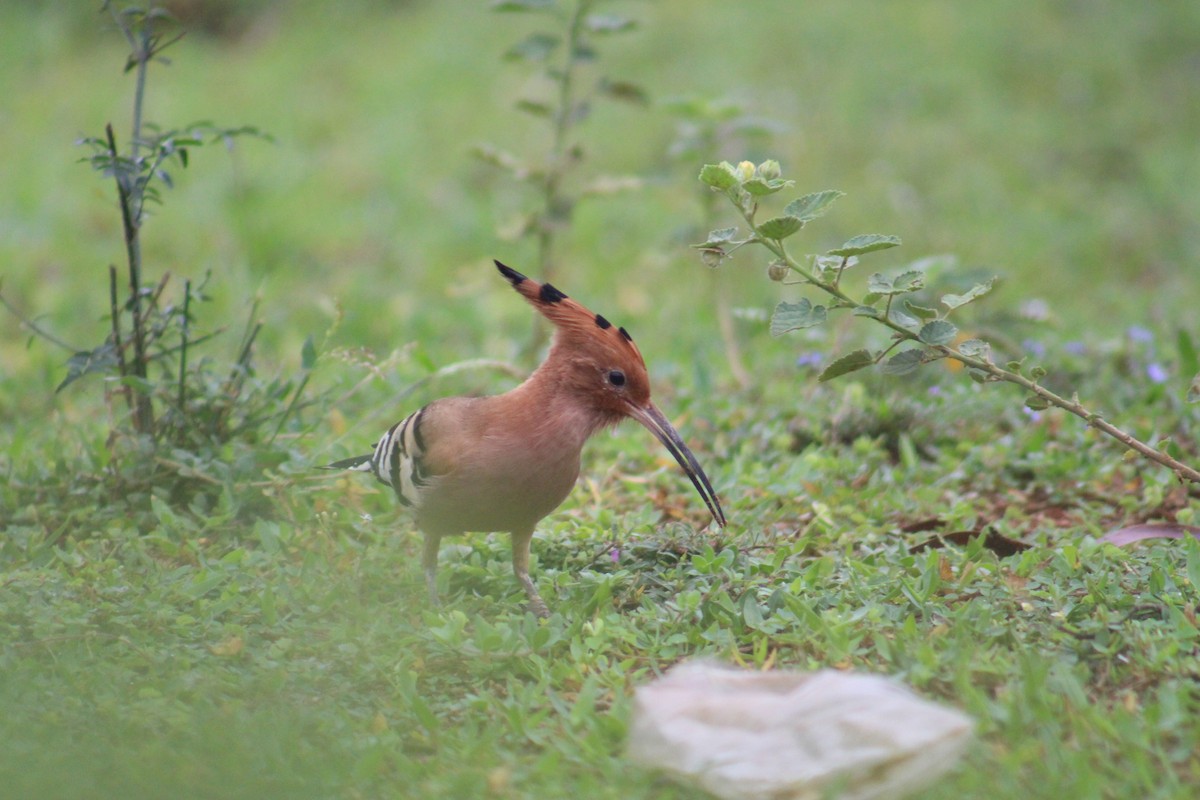 戴勝 - ML646040780