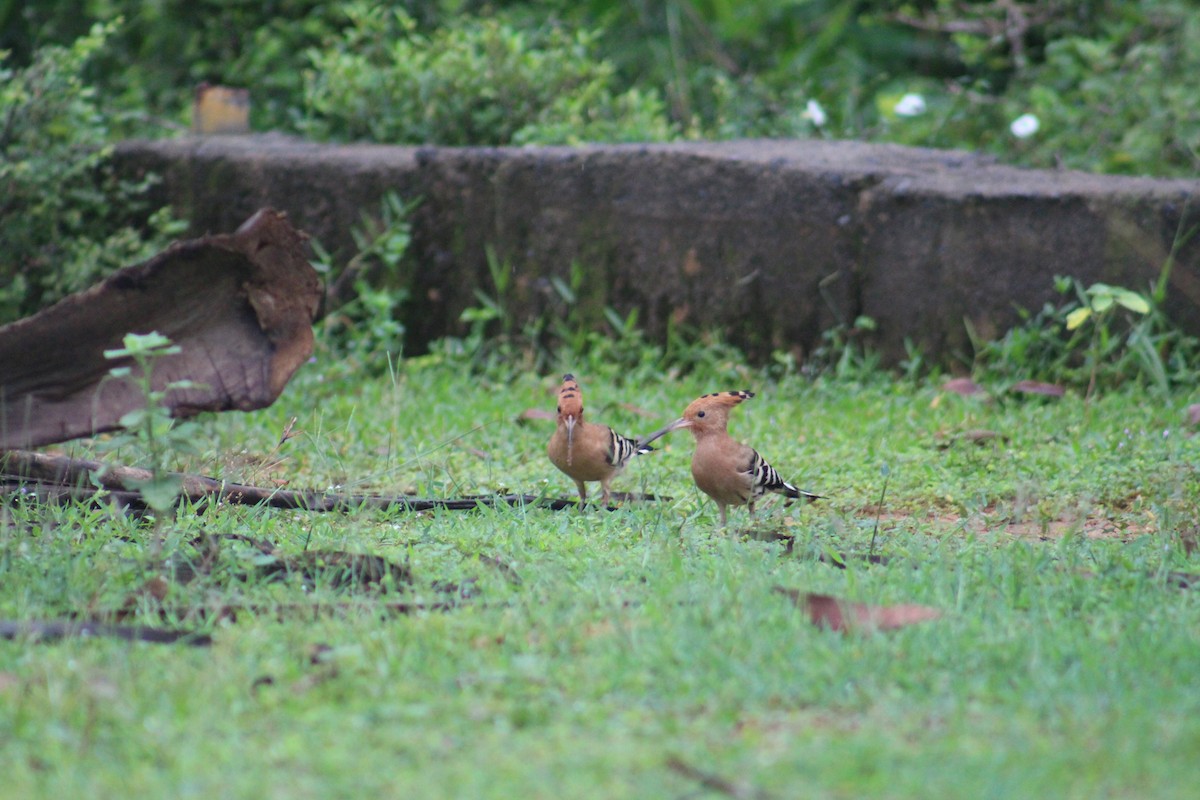 戴勝 - ML646040781