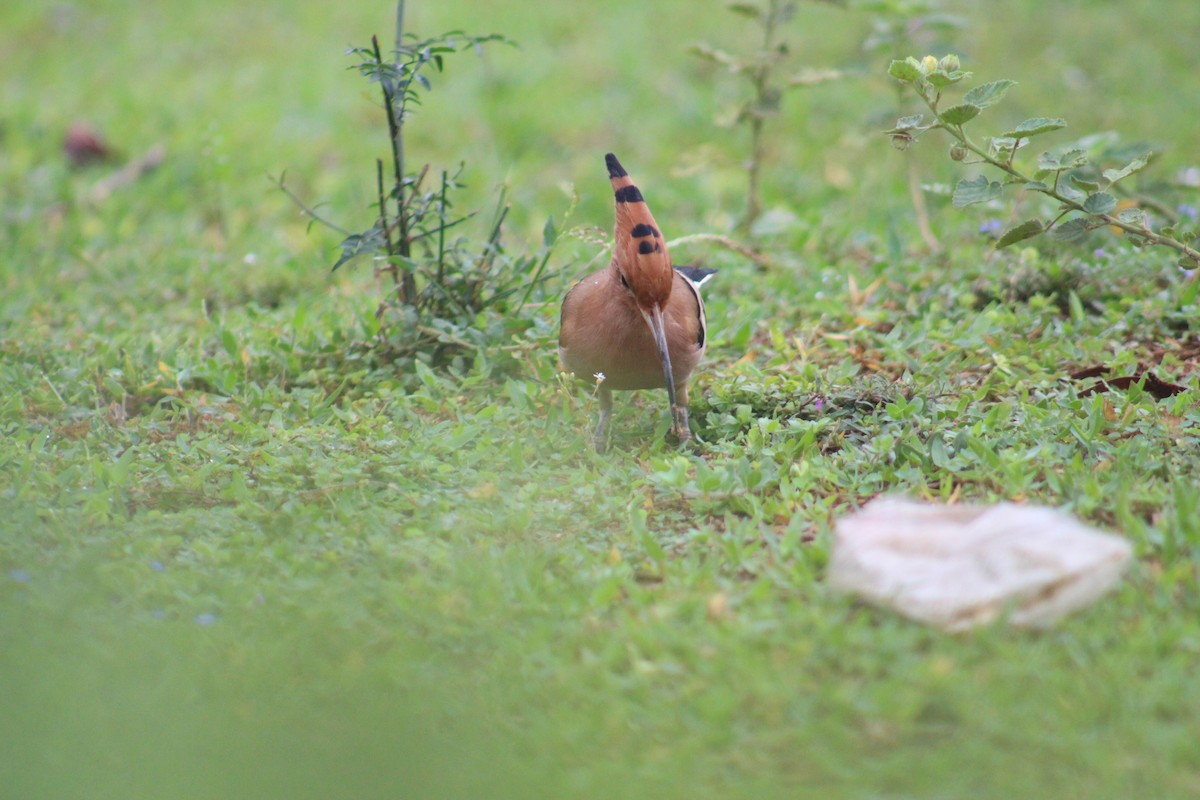 戴勝 - ML646040782