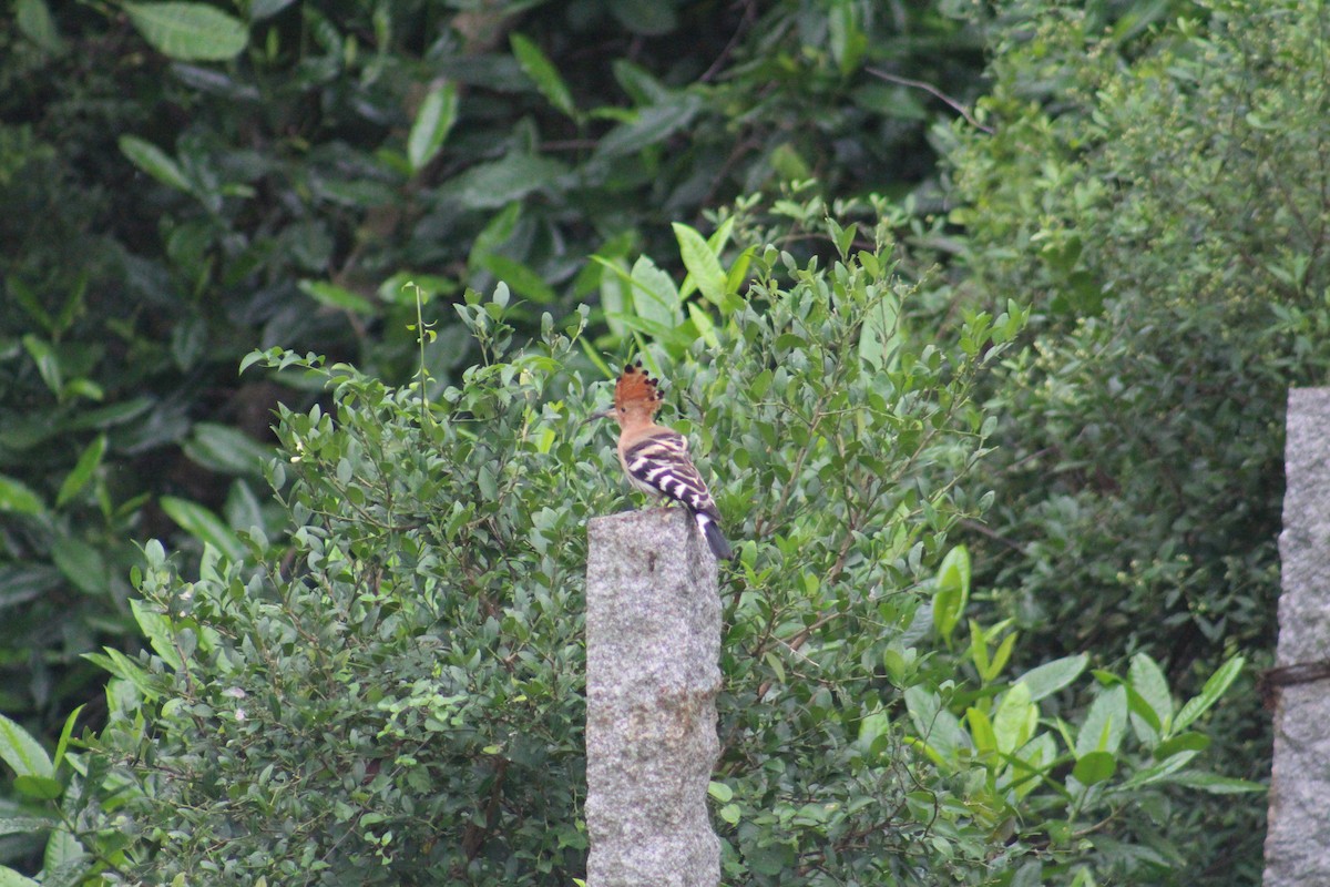 戴勝 - ML646040783