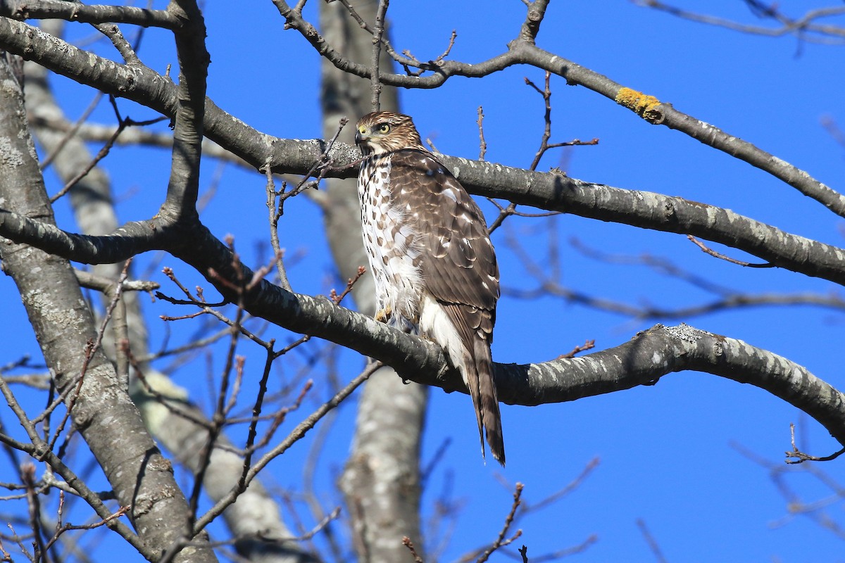 Cooper's Hawk - ML646040786
