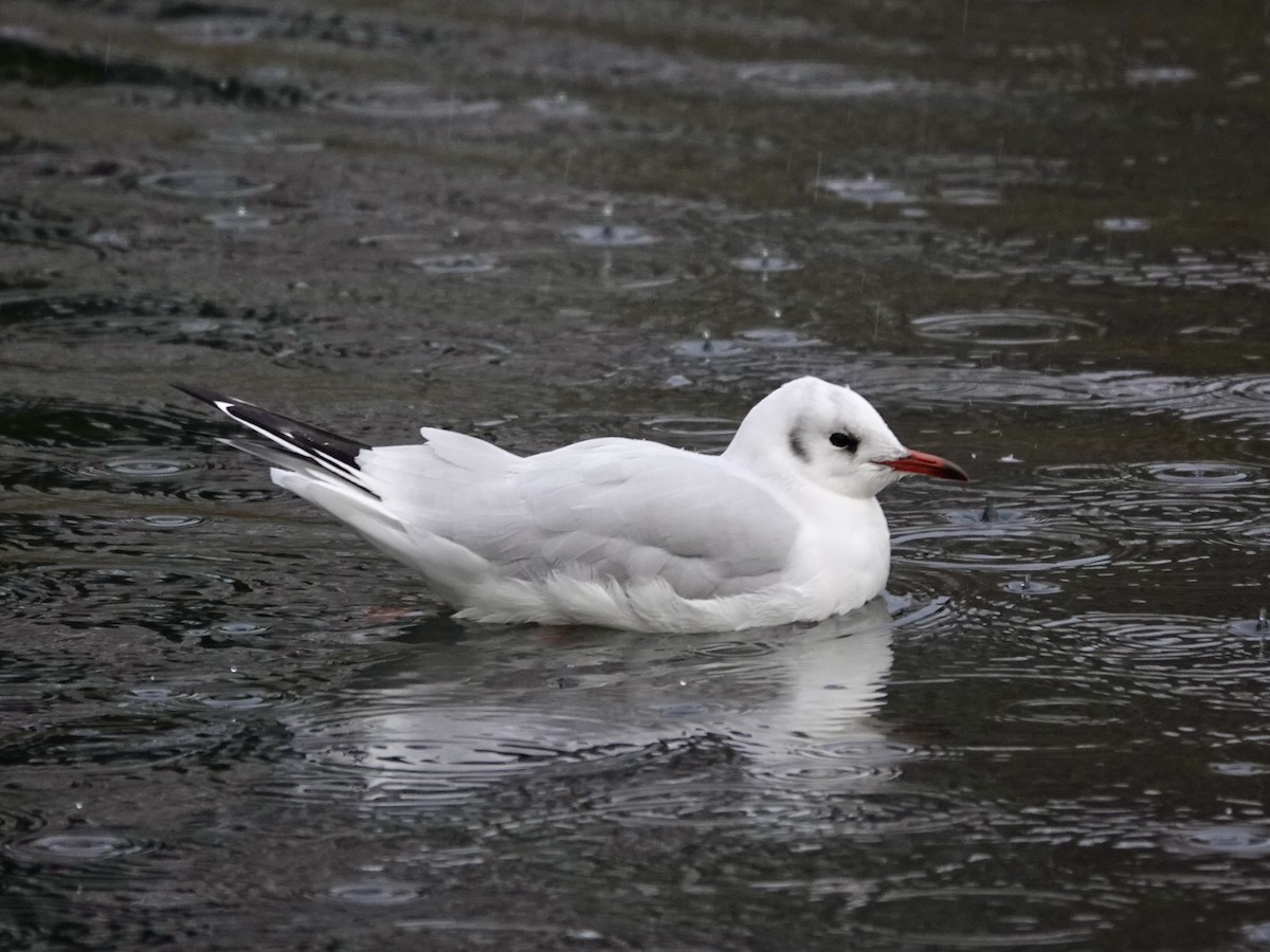 紅嘴鷗 - ML646040789