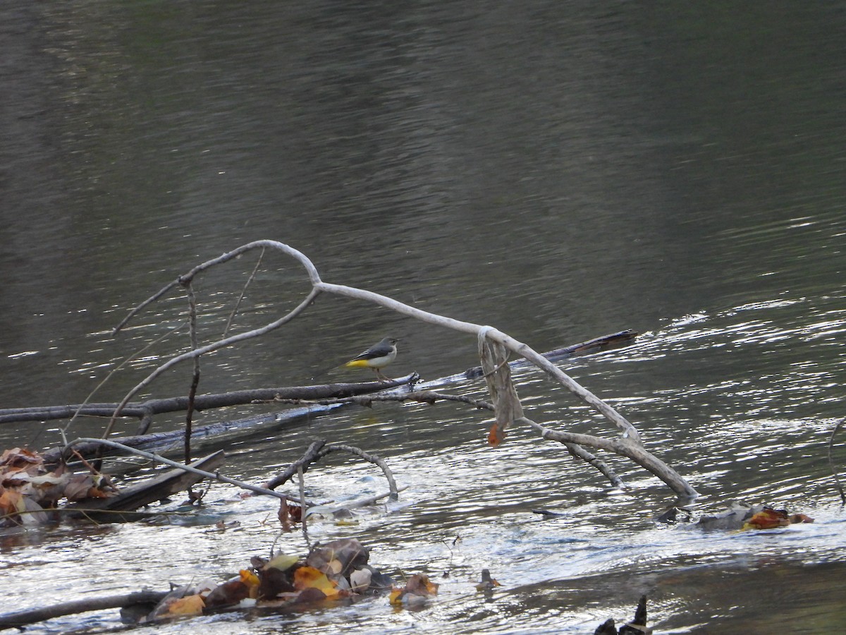 灰鶺鴒 - ML646040790