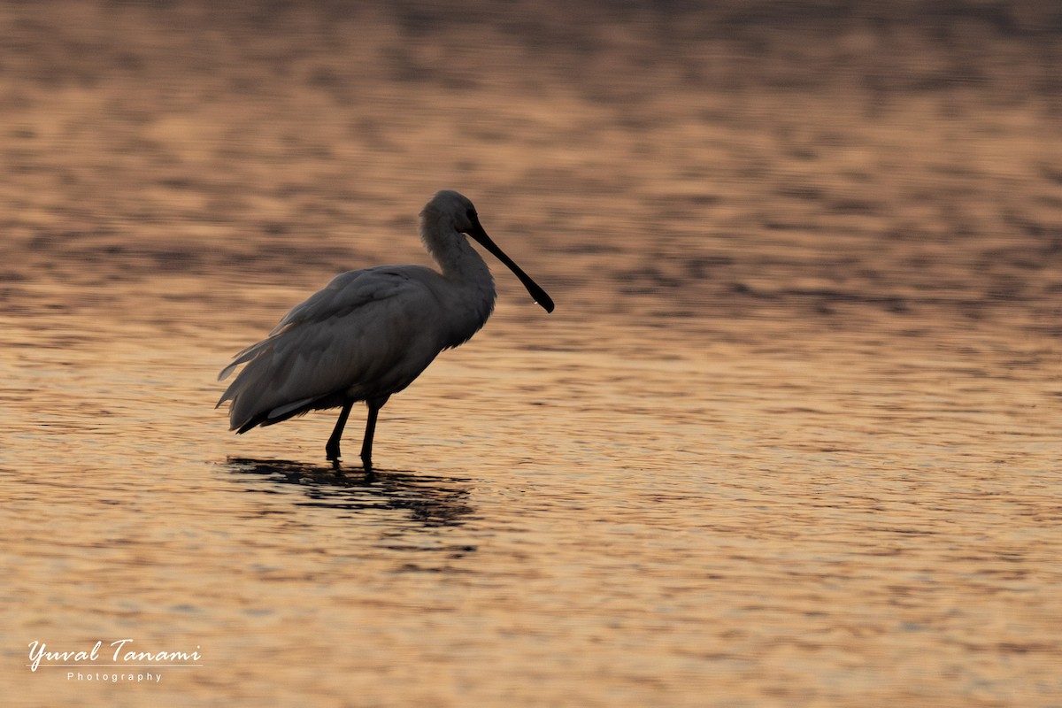 白琵鷺 - ML646040791