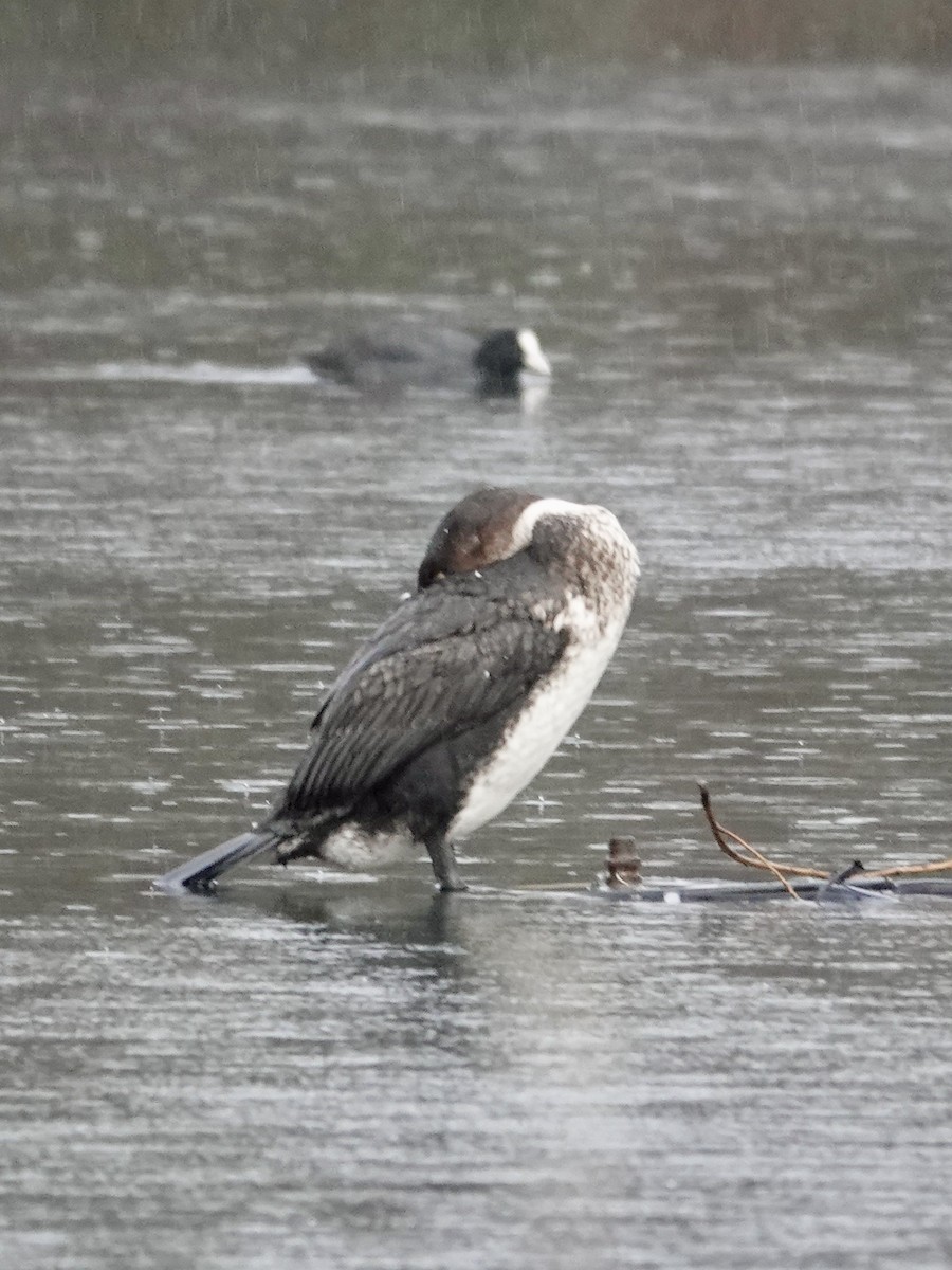 鸕鷀 - ML646040796