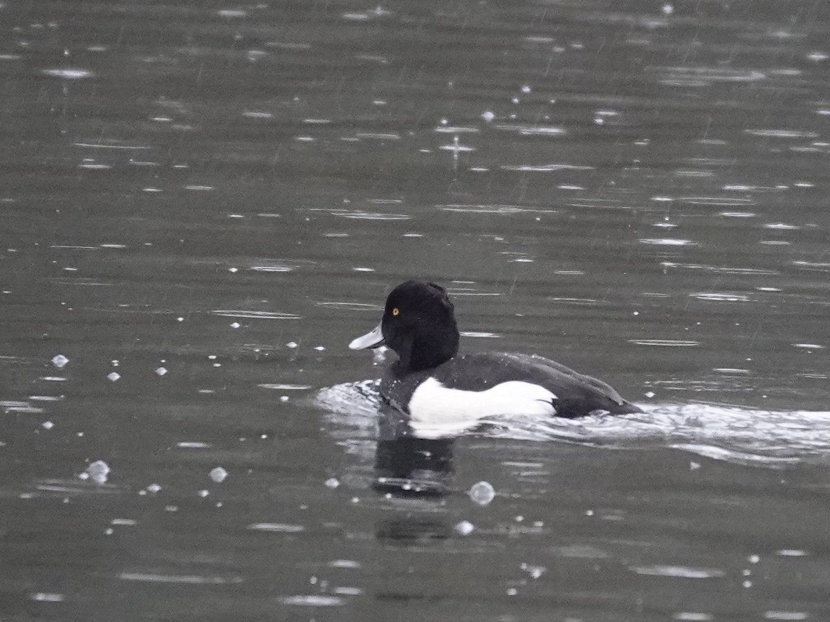 鳳頭潛鴨 - ML646040797