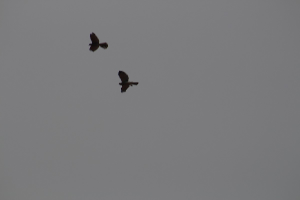 褐耳鷹 - ML646040798