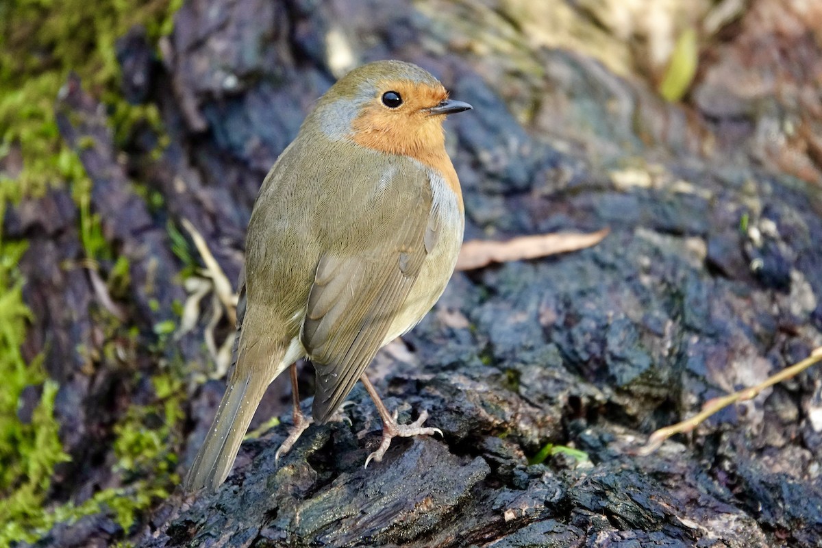 European Robin - ML646040800