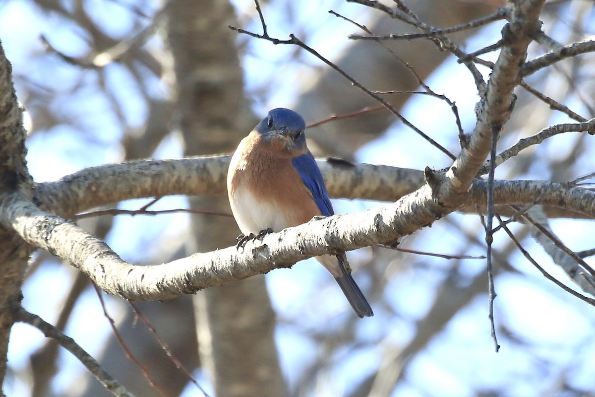 Eastern Bluebird - ML646040801