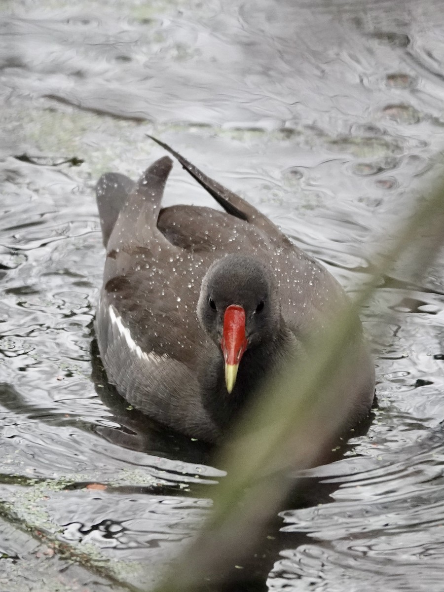 紅冠水雞 - ML646040804