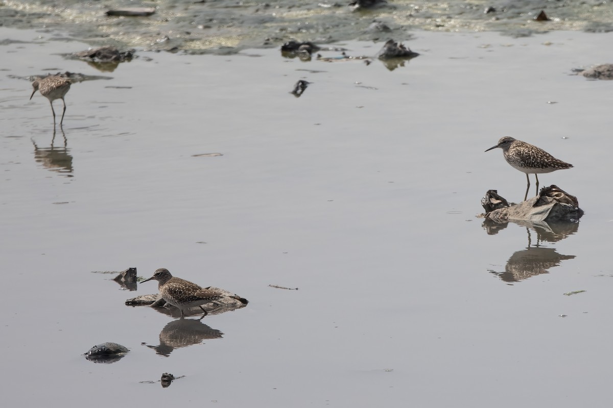 鷹斑鷸 - ML646040805