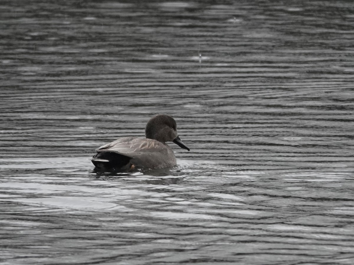 赤膀鴨 - ML646040806