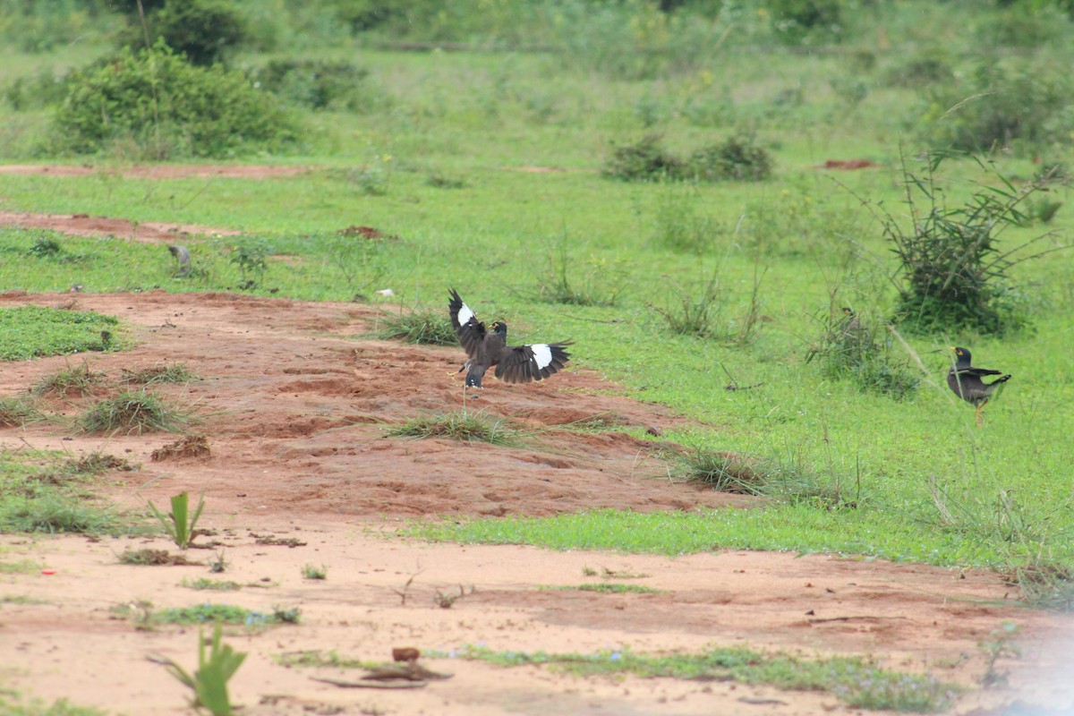 家八哥 - ML646040808