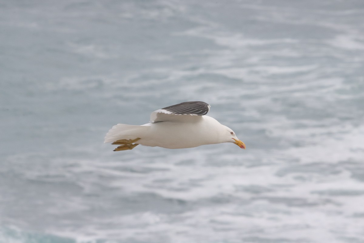 Kelp Gull - ML646040813