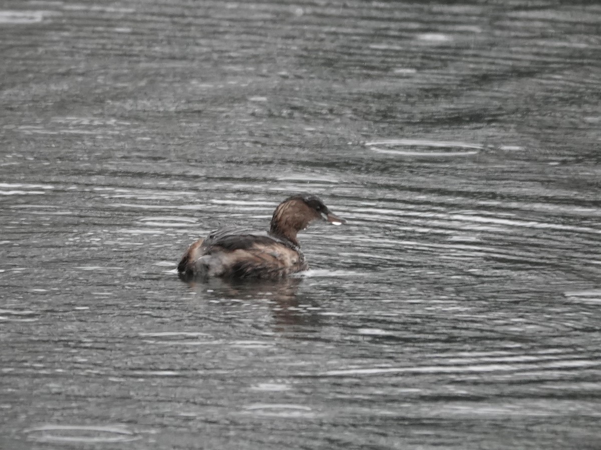 小鸊鷉 - ML646040814