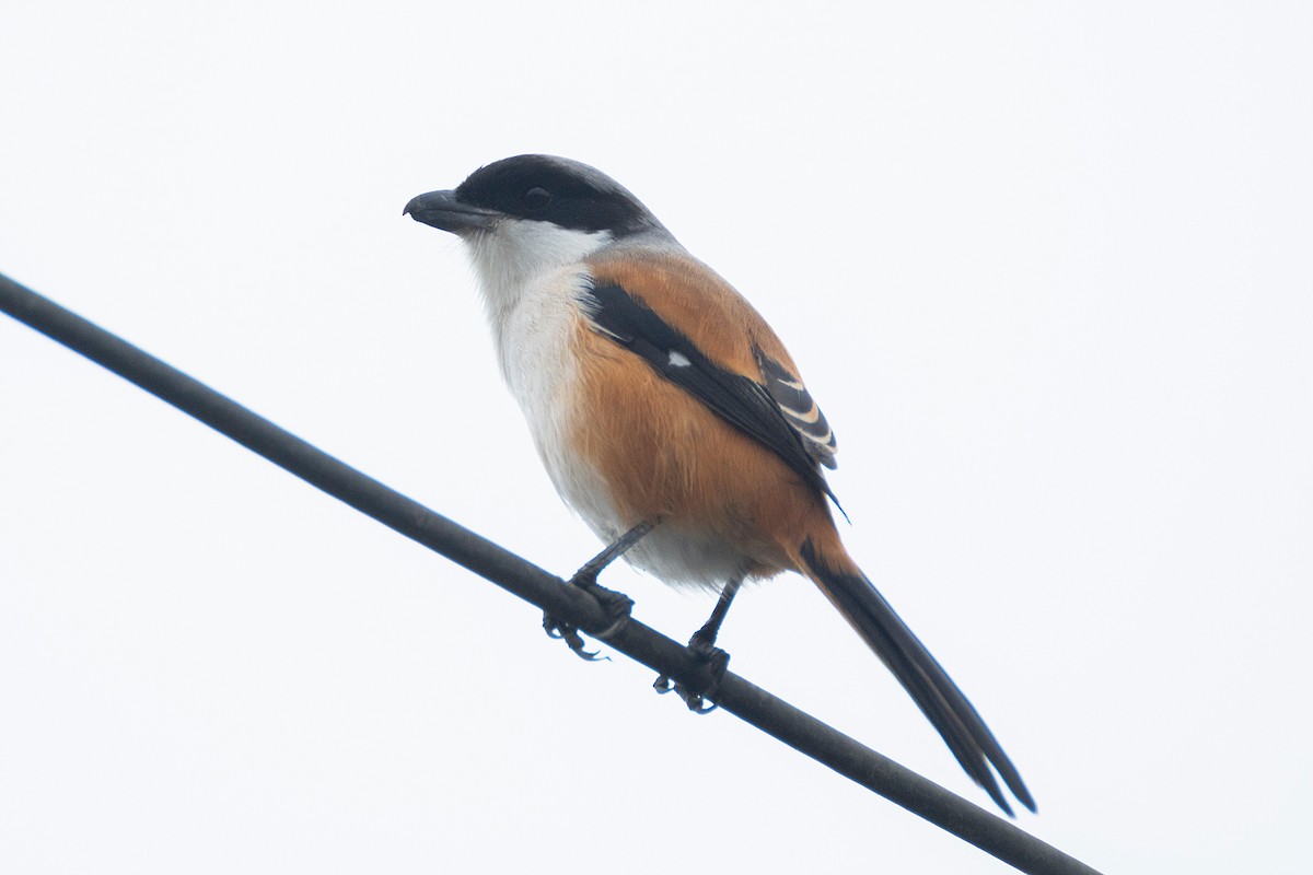 棕背伯勞 - ML646040817