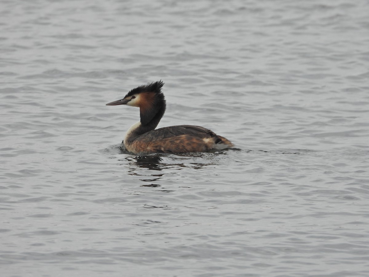 冠鸊鷉 - ML646040818