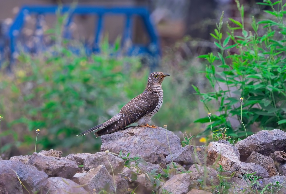 Common Cuckoo - ML646040826