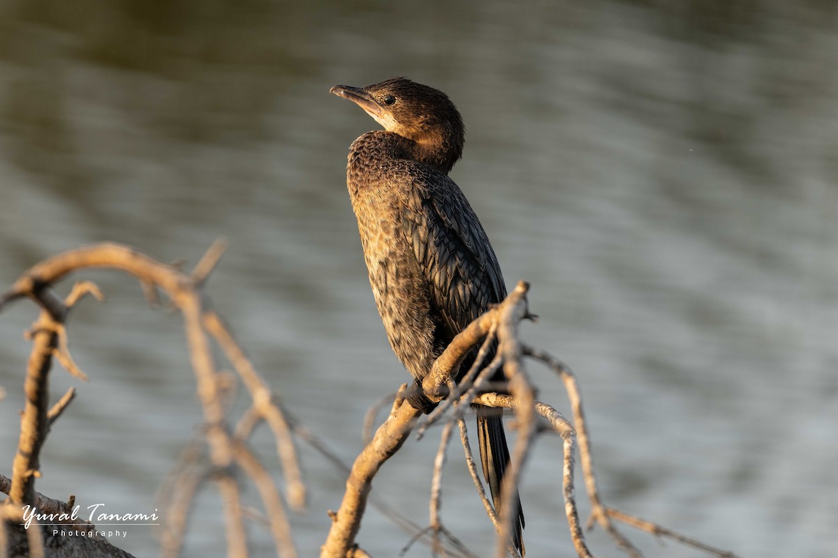 Баклан малий - ML646040851