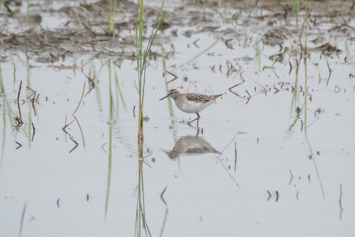 vodouš bahenní - ML646040854