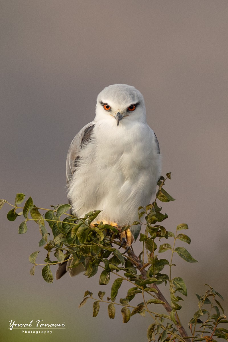 Black-winged Kite - ML646040890