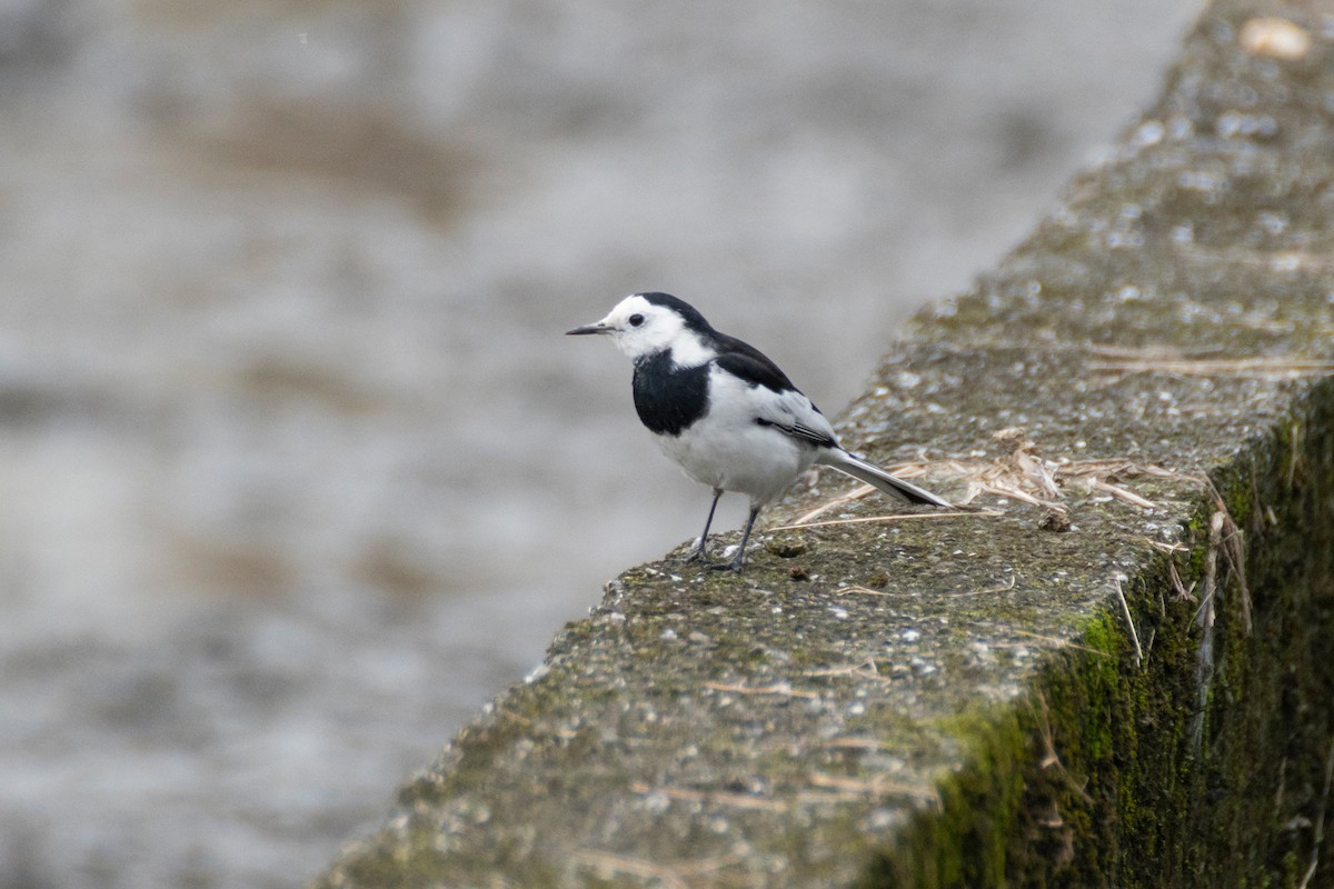 linerle - ML646040892