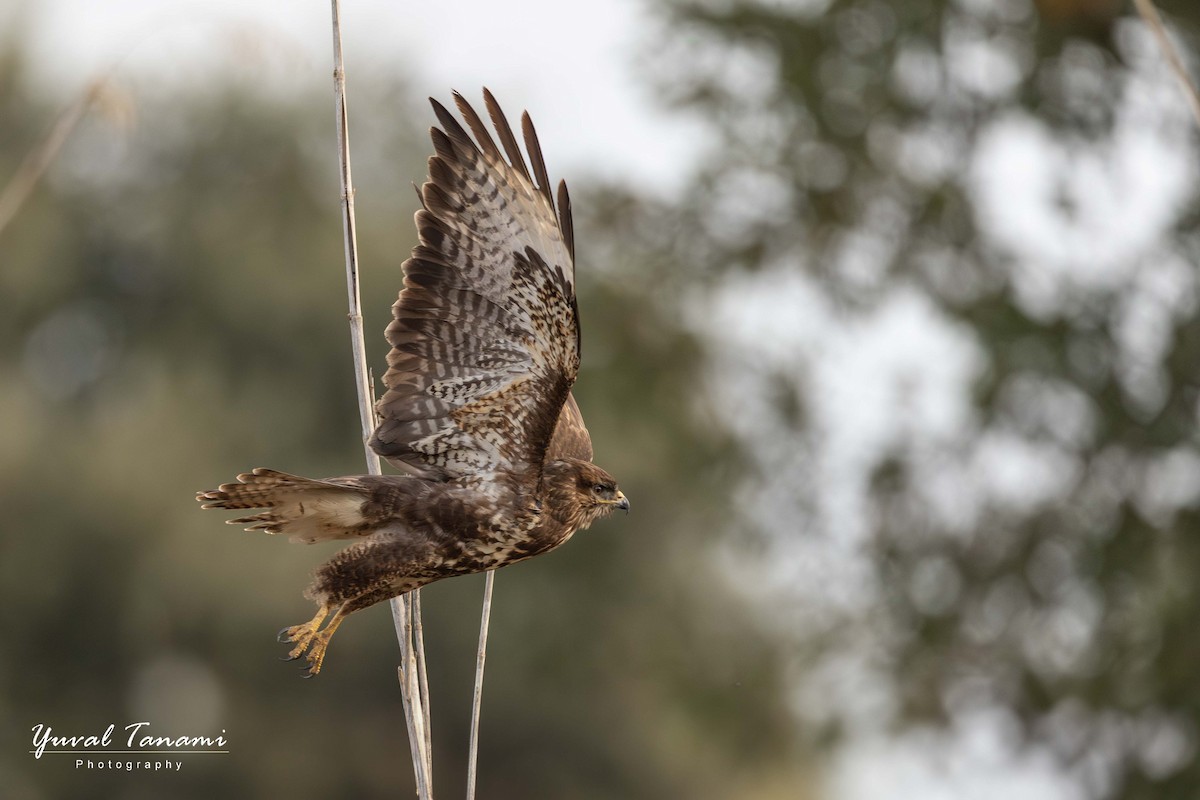 Common Buzzard - ML646040894