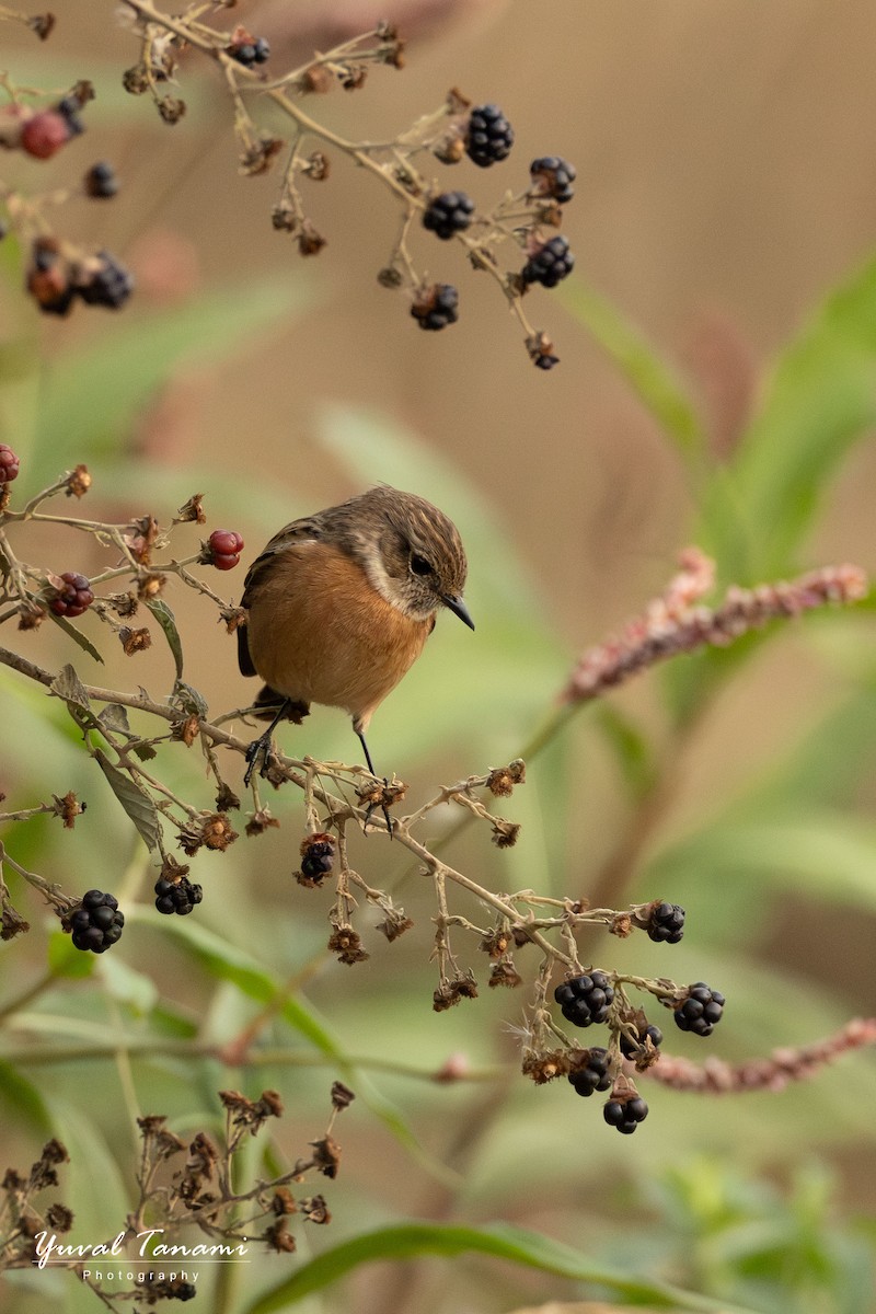 European Stonechat - ML646040904
