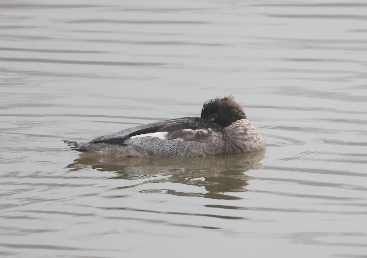Red-breasted Merganser - ML646040918