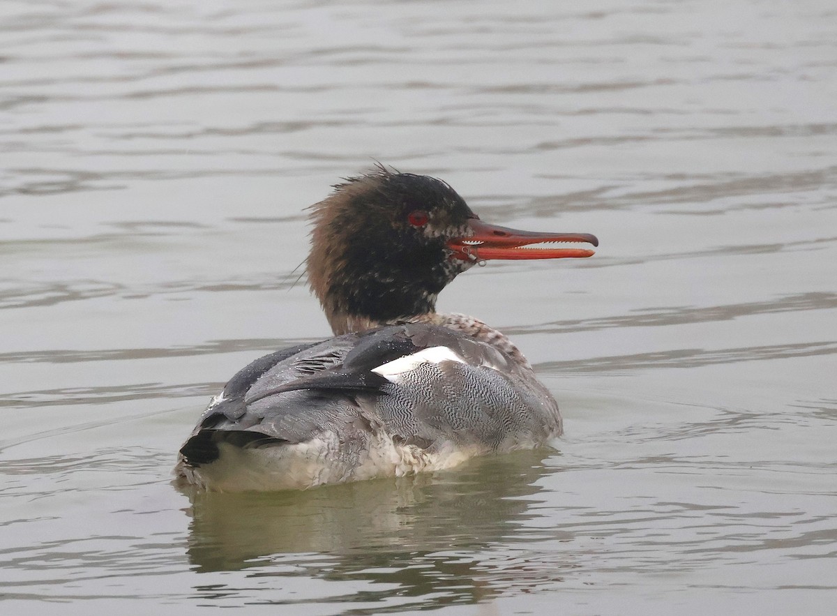 Red-breasted Merganser - ML646040919